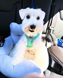 The Pet Stop - Photo 4 - Car repair in Killeen, TX, Killeen