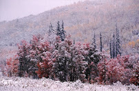 SJ PhotographX - Photo 9 - Car repair in , Grand Junction