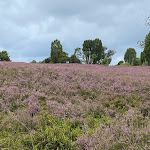 Photo n°2 de l'avis de Frieder.s fait le 18/08/2021 à 12:04 sur le  Gasthaus Zum Heidemuseum, Wilsede à Bispingen