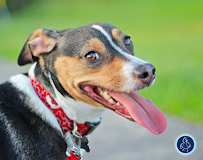 Boon Pet Care - Photo 5 - Car repair in , Houston