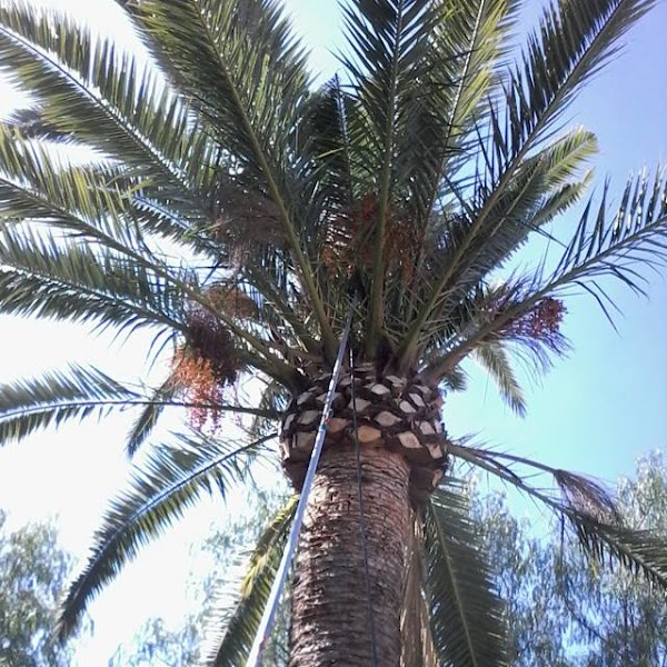 Imagen de Local Pest Costa Del Sol (2 de 7)