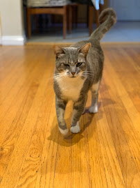 Selene's PawPals - Photo 7 - Car repair in , Hayward