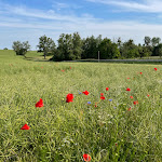 Photo n°1 de l'avis de Peter.i fait le 06/06/2022 à 20:17 sur le  Schloss Herrenstein à Gerswalde