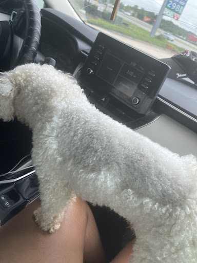 Pet Supply Store «PetSmart», reviews and photos, 1072 Bullsboro Dr, Newnan, GA 30265, USA