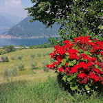 Photo n°3 de l'avis de Graziano.a fait le 28/05/2022 à 11:26 sur le  Agriturismo A Clusino à Sale Marasino