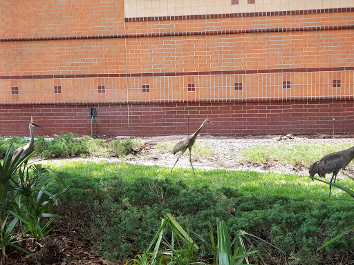 Community Center «University Area Community Center», reviews and photos, 14013 N 22nd St, Tampa, FL 33613, USA