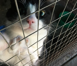 PAWS Potchefstroom photo