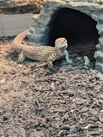 Pacific Northwest Aquatics and Exotics Rescue - Photo 7 - Car repair in Tacoma, WA, Tacoma