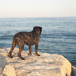 Photo n°23 de l'avis de luis.a fait le 06/11/2019 à 20:56 sur le  Porto de Abrigo à Albufeira