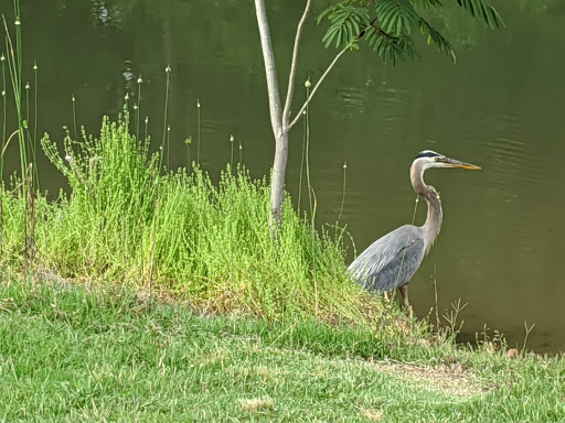 Public Golf Course «Ted Rhodes Golf Course», reviews and photos, 1901 Ed Temple Blvd, Nashville, TN 37208, USA