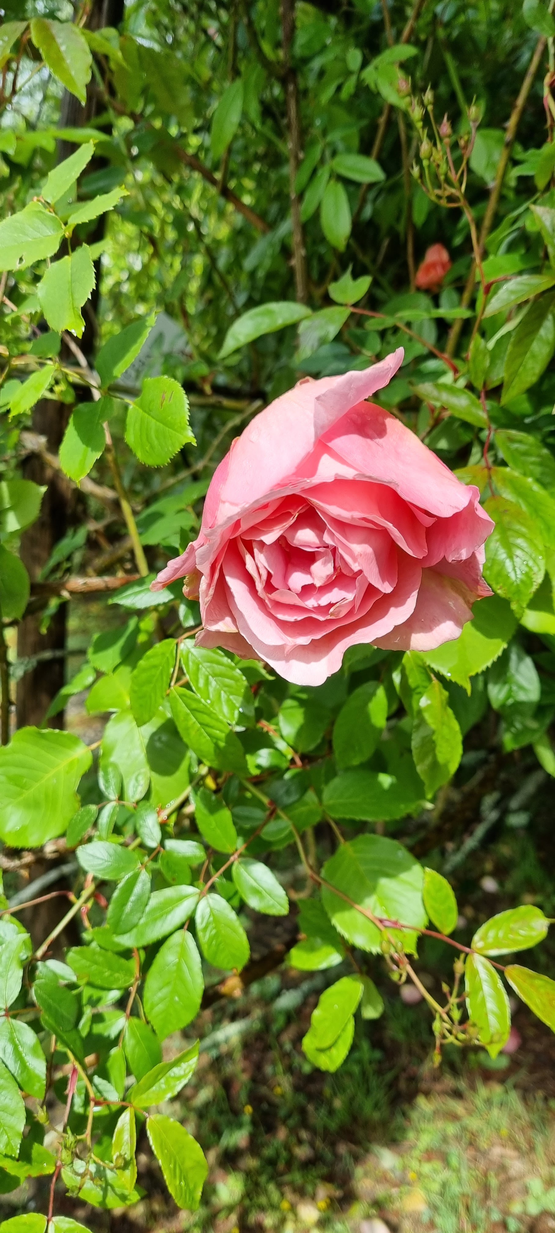 Photo n° 11 de l'avis de Lavialle.e fait le 24/05/2021 à 16:18