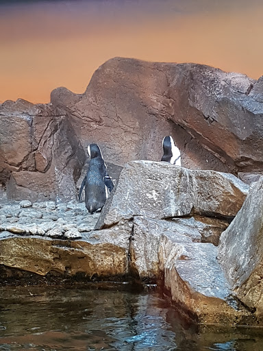 Aquarium «Georgia Aquarium», reviews and photos, 225 Baker St NW, Atlanta, GA 30313, USA