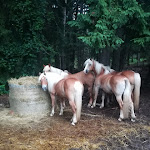 Photo n°8 de l'avis de Dario.r fait le 31/07/2021 à 15:50 sur le  Reiterhof Edelweiss à Jenesien