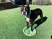 Pet Love Partners - Photo 7 - Car repair in , Chandler