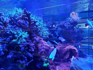 Fintastic Aquariums of Frederick - photo 42