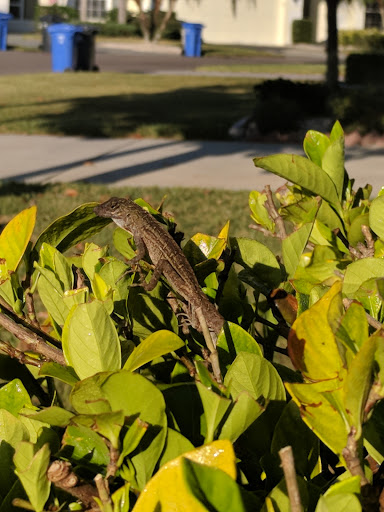 Golf Club «Scepter Golf Club reservations», reviews and photos, 1226 Newpoint Loop, Sun City Center, FL 33573, USA