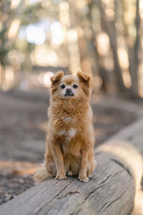 Kianna Quach Photography - Photo 7 - Car repair in , Daly City