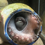 Photo n°2 de l'avis de Maik. fait le 01/07/2023 à 13:13 sur le  Aquarium Wilhelmshaven incl. Prehistoric Sea Museum à Wilhelmshaven