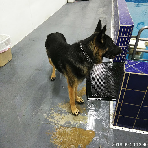 Pet Supply Store «Pet Depot Inc», reviews and photos, 2151 Greenspring Dr, Lutherville-Timonium, MD 21093, USA