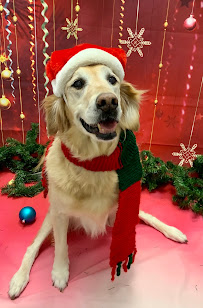 Dogtopia of South Chandler - Photo 8 - Car repair in Chandler, AZ, Chandler