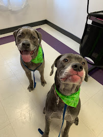 Nickel City Animal Hospital - Photo 4 - Car repair in Buffalo, NY, Buffalo