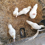 Photo n°8 de l'avis de Luciano.a fait le 10/12/2023 à 19:50 sur le  Agriturismo Zucchegni à Castelnuovo di Farfa