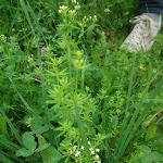 Photo n°5 de l'avis de Mellisa.u fait le 08/08/2023 à 19:01 sur le  Hotel Restaurant Landhaus Tanner à Waging am See