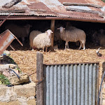 Photo n°8 de l'avis de GIUSEPPE.I fait le 01/04/2024 à 20:39 sur le  Lo Stagno à Salaparuta