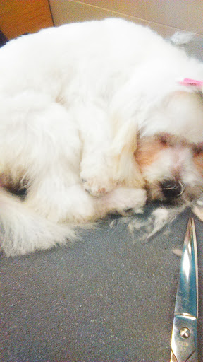 Pet Supply Store «Petco Animal Supplies», reviews and photos, 597 Hebron Rd #2, Heath, OH 43056, USA