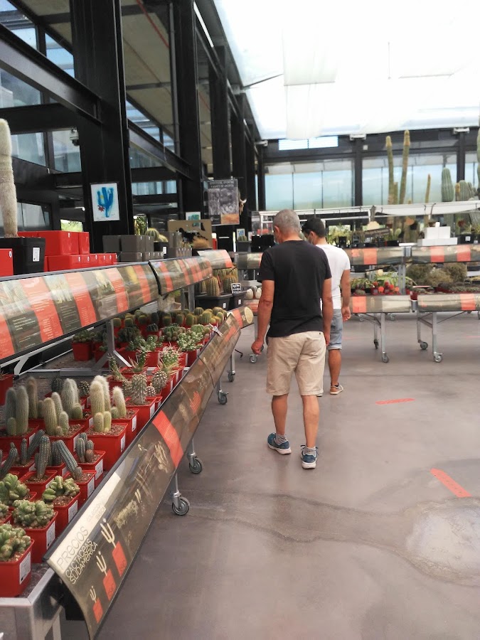 Desert CITY | Venta de cactus y otras suculentas