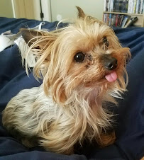 Arizona Veterinary Emergency & Critical Care Center - Photo 4 - Car repair in Peoria, AZ, Glendale