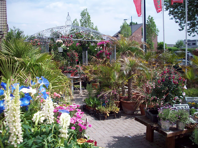 Orchideeen Lisiane - Moeskroen