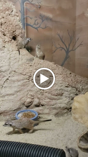 Zoo «Capron Park Zoo», reviews and photos, 201 County St, Attleboro, MA 02703, USA