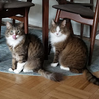 Happy Kitty NYC LLC - Photo 3 - Car repair in Manhattan, NY, Manhattan