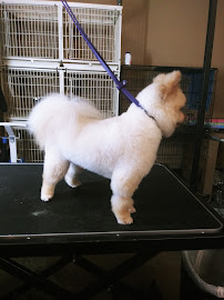 TLC Pet Grooming - Photo 5 - Car repair in Tyler, TX, Tyler