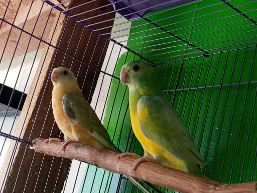 Pet Store «Inez Pet Shop», reviews and photos, 3825 Whittier Blvd, Los Angeles, CA 90023, USA