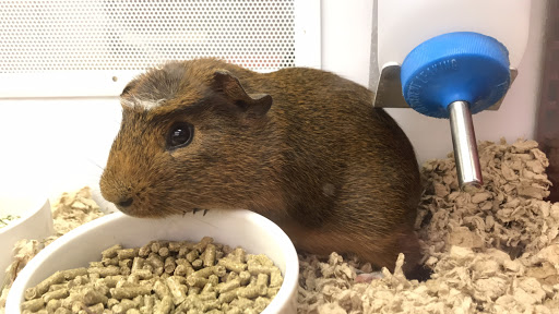 Pet Supply Store «Petco Animal Supplies», reviews and photos, 3150 Erie Blvd E #500, Syracuse, NY 13214, USA