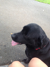 Poochtown - Photo 4 - Car repair in , Scottsdale