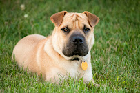 Katies Klicks Photography - Photo 2 - Car repair in Dover, PA, York