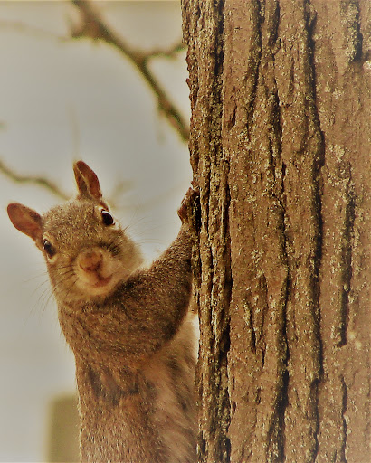 Nature Preserve «River Trail Nature Center», reviews and photos, 3120 Milwaukee Ave, Northbrook, IL 60062, USA