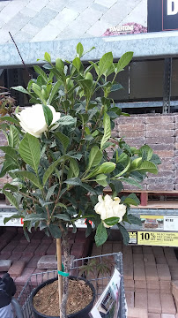 Garden Center at The Home Depot - Photo 3 - Car repair in Arlington, TX, Arlington