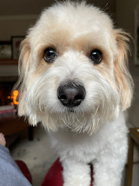 Sit Spot, Stay - Dog Selection and Training - Photo 2 - Car repair in , Indianapolis