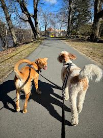 Dog Days of Autumn - Photo 6 - Car repair in , Lowell