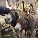 Photo n°15 de l'avis de Stefano.a fait le 18/03/2023 à 17:00 sur le  Ristorante Ponte Bria à Omegna