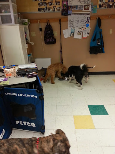 Pet Supply Store «Petco Animal Supplies», reviews and photos, 848 N Colony Rd c, Wallingford, CT 06492, USA