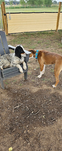 Woof Logic - Photo 3 - Car repair in Longmont, CO, Longmont