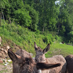 Photo n°2 de l'avis de ROBERTO.O fait le 19/06/2023 à 08:22 sur le  Nobiltà d’Asino à Vittorio Veneto