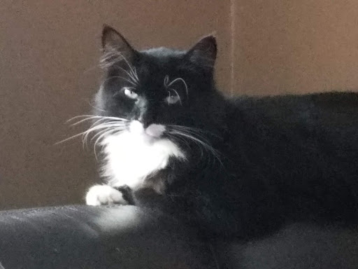 Pet Supply Store «Petco Animal Supplies», reviews and photos, 214 Northside Dr #7, Woodford, VT 05201, USA