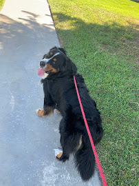 Sit, Stay & Wait - Photo 5 - Car repair in , Coral Springs