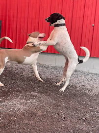 The Pet Barn - Photo 5 - Car repair in Belews Creek, NC, Winston-Salem